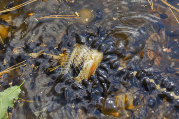 In the pond in the spring many tadpoles were hatched, before they become frogs looking for nutritious food, tadpoles gnaw the skeleton of a perch which is a predatory fish