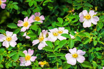 Obraz na płótnie Canvas Pink flowers of dog-rose closeup on green garden background