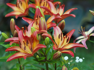 Closeup orange red yellow white Lily flowers in a garden bed, Macro shot, Pistil and stamen and bud and drop scent oil.