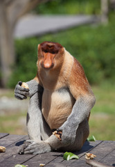 Male Proboscis monkeys, Nasalis larvatus, sitting on the platform and the enjoying the food.