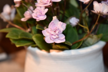 pink flowers on tree