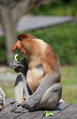 Male Proboscis monkeys, Nasalis larvatus, sitting on the platform and the enjoying the food.
