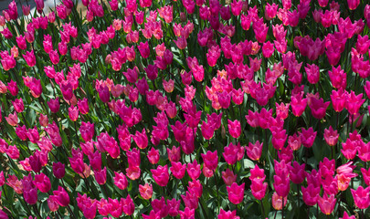 Colorful tulip flowers bloom in the garden