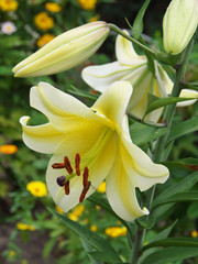 Obraz premium Closeup orange red yellow white Lily flowers in a garden bed, Macro shot, Pistil and stamen and bud and drop scent oil.