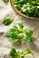 Raw Green Organic Mache Rosettes