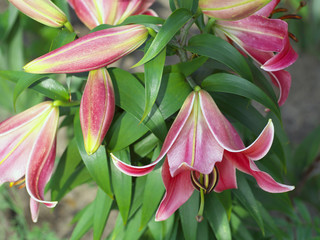 Obraz premium Closeup orange red yellow white Lily flowers in a garden bed, Macro shot, Pistil and stamen and bud and drop scent oil.