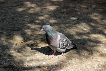 Pigeon walking in city park shadow