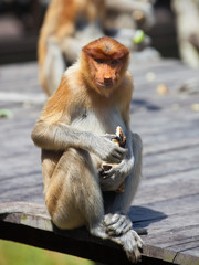 Male Proboscis monkeys, Nasalis larvatus, sitting on the platform and the enjoying the food.