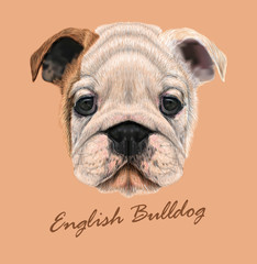 English bulldog animal cute face. Vector wrinkled brown and white English bulldog puppy head portrait. Realistic fur portrait of white funny British bulldog doggy isolated on beige background.