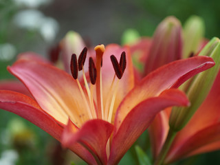 Closeup orange red yellow white Lily flowers in a garden bed, Macro shot, Pistil and stamen and bud and drop scent oil.