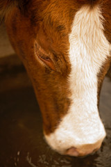 Closeup of a cow