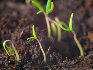 Tomato seedling in greenhouse. Selective focus. Closeup macro photo young tomato plants
