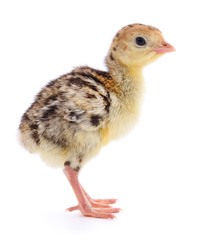 Chicken turkey isolated.