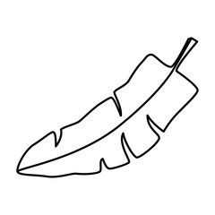 tropical exotic leaf plant