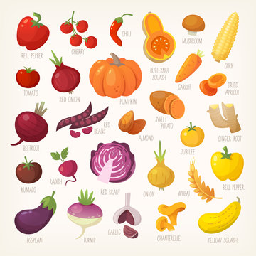 Variety of yellow, red and purple common farm and exotic fruit and vegetables. List of plants from grocery store with their market names. Isolated vector icons. 