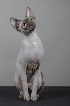 retrato de gato Sphynx gris joven 