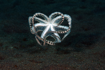 Incredible Underwater World - Mimic octopus - Thaumoctopus mimicus. Diving and underwater...