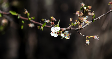 branch of a tree