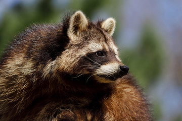 Fototapeta premium Portrait of female common raccoon