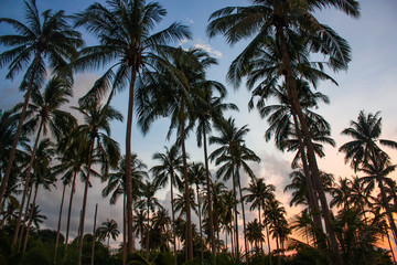 Fototapeta na wymiar Tropical palms and the sky. Thailand. Amazing sunset and beautiful view. Silhouette of palm trees at sunset.