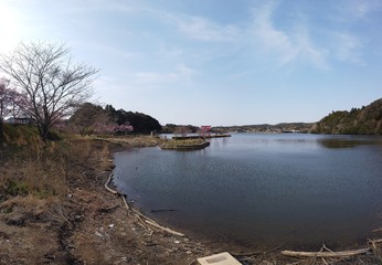 Sakura blooming around lake in spring in Japan