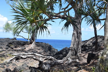 Cap Méchant, La Réunion