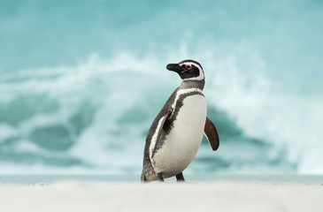 Fototapeta premium Magellanic penguin standing on shore by a stormy ocean
