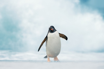 Gentoo penguin coming on shore from a stormy Atlantic ocean