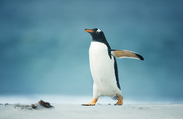 Close up of a Gentoo walking on shore