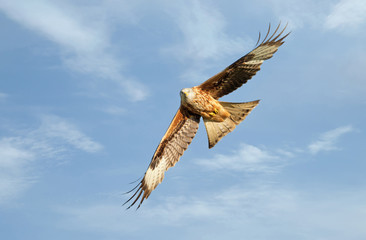 Red kite in flight against blue sky