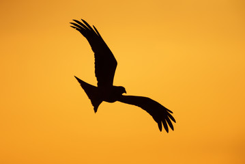Silhouette of a red kite in flight