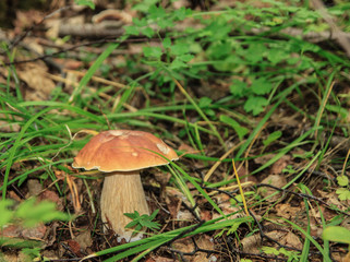 big white mushroom in the forest, edible white mushrooms. Found mushrooms under the tree