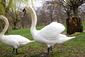 Beautiful Couple white swans communicate on green grass in Hyde Park, London close up