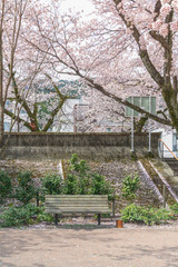 Fototapeta premium The relax time the bench for sitting in the garden with beautiful of cherry blossom in full bloom. Springtime in Gero, Japan