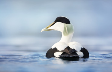 Close up of a male common eider in water
