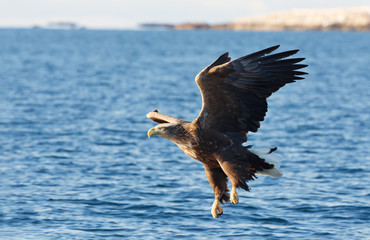 Close-up of a White-tailed sea Eagle in flight