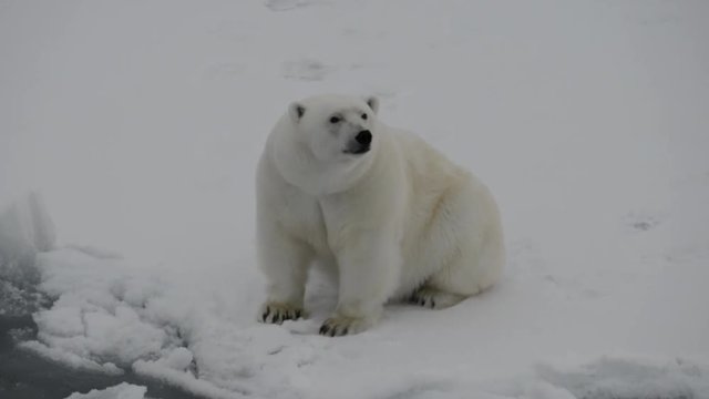 Polar bear sitting on ice floe
