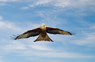 Red kite in flight against blue sky