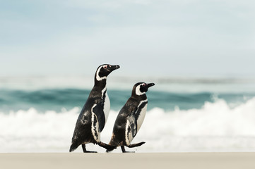 Two Magellanic penguins walking on a sandy beach © giedriius