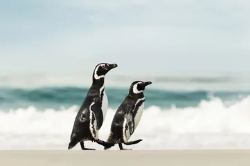 Rolgordijnen Two Magellanic penguins walking on a sandy beach © giedriius