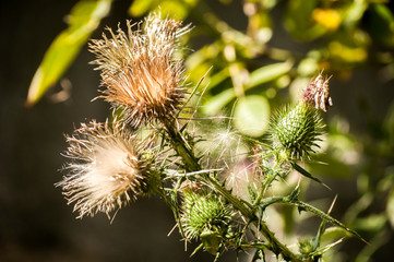 A beautiful color of blooming head donkey thistle closeup as natural floral background