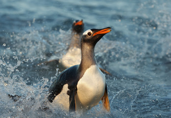 Close up of a Gentoo penguin diving in water