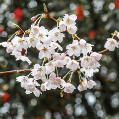 White cherry blossom, close up.