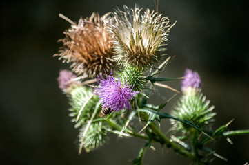 A beautiful color of blooming head donkey thistle closeup as natural floral background