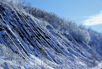 snow covered trees
