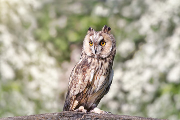 Close up of a Long-eared owl perching on a post