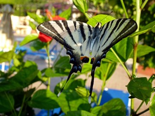 Butterfly Admiral in the summer