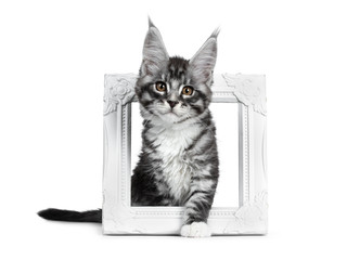 Cute black silver tabby Maine Coon cat kitten, stepping through white photo frame. Looking at camera with brown eyes. Isolated on white background. One paw through frame.