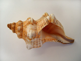 big seashell