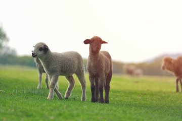 Cute little lamb on fresh spring green meadow during sunrise